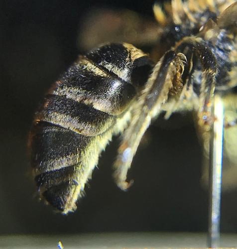 Colletes sp.